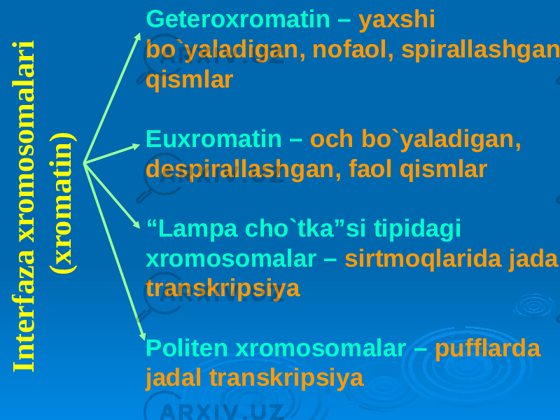 I n t e r f a z a x r o m o s o m a l a r i ( x r o m a t i n )Geteroxromatin – yaxshi bo`yaladigan, nofaol, spirallashgan qismlar Euxromatin – och bo`yaladigan, despirallashgan, faol qismlar “ Lampa cho`tka”si tipidagi xromosomalar – sirtmoqlarida jadal transkripsiya Politen xromosomalar – pufflarda jadal transkripsiya 