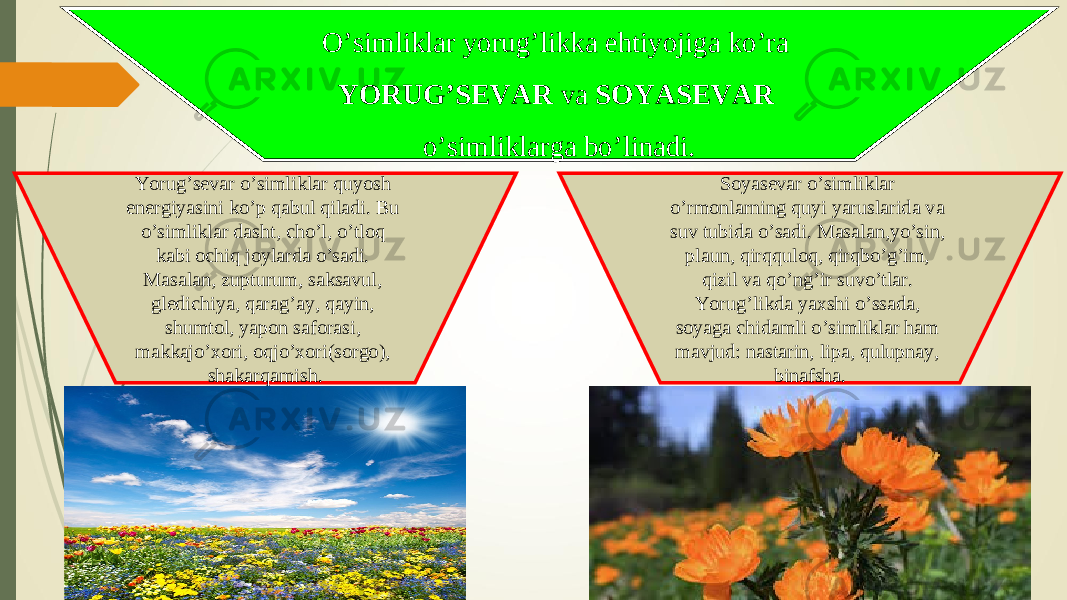 O’simliklar yorug’likka ehtiyojiga ko’ra YORUG’SEVAR va SOYASEVAR o’simliklarga bo’linadi. Yorug’sevar o’simliklar quyosh energiyasini ko’p qabul qiladi. Bu o’simliklar dasht, cho’l, o’tloq kabi ochiq joylarda o’sadi. Masalan, zupturum, saksavul, gledichiya, qarag’ay, qayin, shumtol, yapon saforasi, makkajo’xori, oqjo’xori(sorgo), shakarqamish. Soyasevar o’simliklar o’rmonlarning quyi yaruslarida va suv tubida o’sadi. Masalan,yo’sin, plaun, qirqquloq, qirqbo’g’im, qizil va qo’ng’ir suvo’tlar. Yorug’likda yaxshi o’ssada, soyaga chidamli o’simliklar ham mavjud: nastarin, lipa, qulupnay, binafsha. 