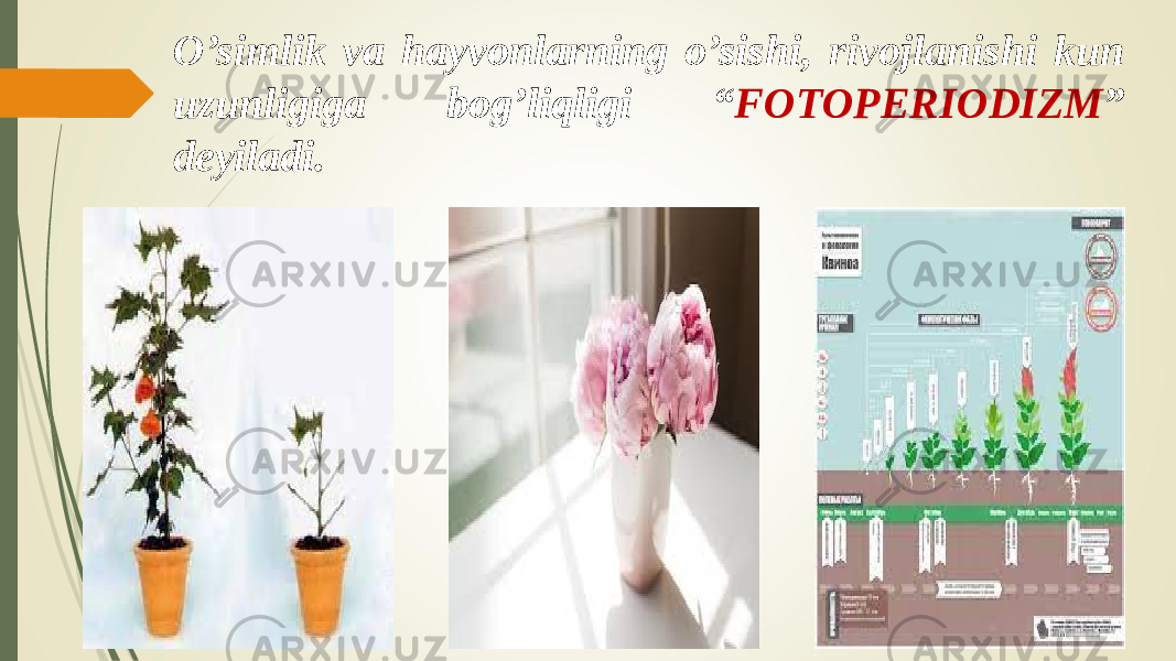 O’simlik va hayvonlarning o’sishi, rivojlanishi kun uzunligiga bog’liqligi “ FOTOPERIODIZM ” deyiladi. 