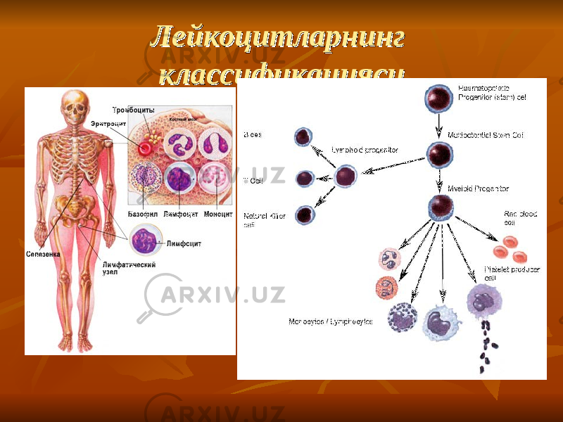 Лейкоцитларнинг Лейкоцитларнинг классификациясиклассификацияси 