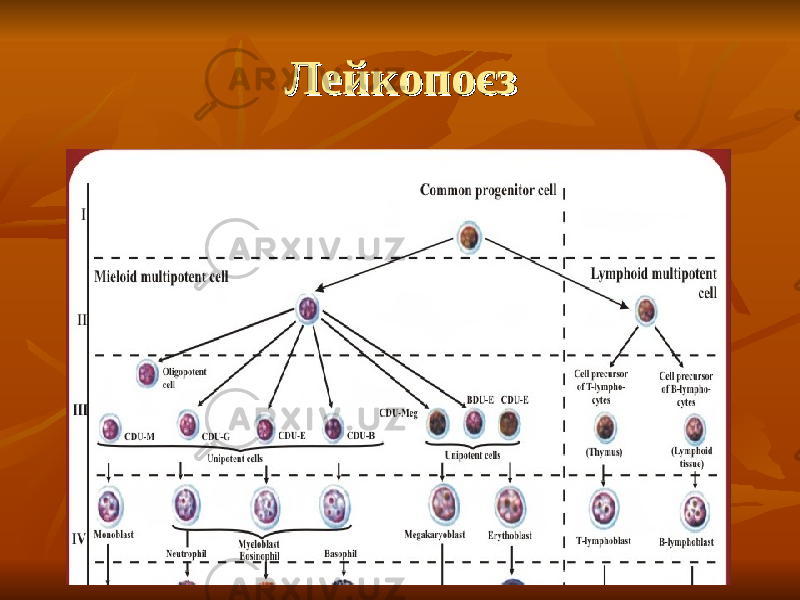 ЛейкопоєзЛейкопоєз 