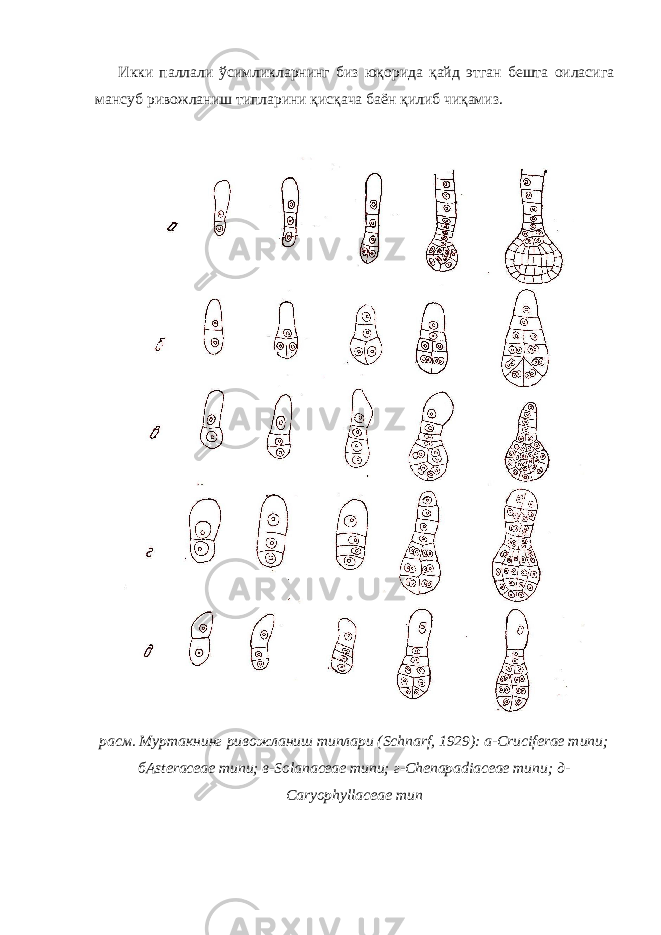 Икки паллали ўсимликларнинг биз юқорида қайд этган бешта оиласига мансуб ривожланиш типларини қисқача баён қилиб чиқамиз. расм. Муртакнинг ривожланиш типлари (Schnarf, 1929): а-Cruciferae типи; бAsteraceae типи; в-Solanaceae типи; г-Chenapadiaceae типи; д- Caryophyllaceae тип 