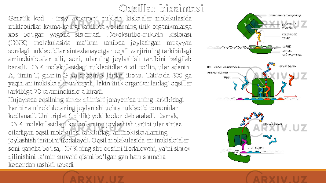 Oqsillar biosintezi Genetik kod — irsiy axborotni nuklein kislotalar molekulasida nukleotidlar ketma-ketligi tartibida yozishning tirik organizmlarga xos bo’lgan yagona sistemasi. Dezoksiribo-nuklein kislotasi (DNK) molekulasida ma’lum tartibda joylashgan muayyan sondagi nukleotidlar sintezlanayotgan oqsil zanjirining tarkibidagi aminokislotalar xili, soni, ularning joylashish tartibini belgilab beradi. DNK molekulasidagi nukleotidlar 4 xil bo’lib, ular adenin- A, timin-T, guanin-G va sitozin-S lardan iborat. Tabiatda 300 ga yaqin aminokislotalar uchraydi, lekin tirik organizmlardagi oqsillar tarkibiga 20 ta aminokislota kiradi. Hujayrada oqsilning sintez qilinishi jarayonida uning tarkibidagi har bir aminokislotaning joylanishi uchta nukleotid tomonidan kodlanadi. Uni triplet (uchlik) yoki kodon deb ataladi. Demak, DNK molekulasidagi kodonlarning joylashish tartibi ular sintez qiladigan oqsil molekulasi tarkibidagi aminokislotalarning joylashish tartibini ifodalaydi. Oqsil molekulasida aminokislotalar soni qancha bo’lsa, DNK ning shu oqsilni ifodalovchi, ya’ni sintez qilinishini ta’min etuvchi qismi bo’lgan gen ham shuncha kodondan tashkil topadi 