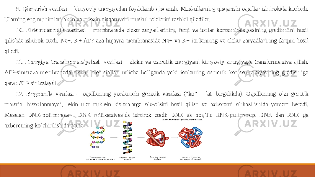 9. Qisqarish vazifasi – kimyoviy energiyadan foydalanib qisqarish. Muskullarning qisqarishi oqsillar ishtirokida kechadi. Ularning eng muhimlari aktin va miozin qisqaruvchi muskul tolalarini tashkil qiladilar. 10. Elektroosmotik vazifasi – membranada elektr zaryadlarining farqi va ionlar kontsentratsiyasining gradientini hosil qilishda ishtirok etadi. Na+, K+ ATF aza hujayra membranasida Na+ va K+ ionlarining va elektr zaryadlarining farqini hosil qiladi. 11. Energiya transformatsiyalash vazifasi – elektr va osmotik energiyani kimyoviy energiyaga transformatsiya qilish. ATF-sintetaza membranada elektr ‘otentsiallar turlicha bo`lganda yoki ionlarning osmotik kontsentratsiyasining gradientiga qarab ATF sintezlaydi. 12. Kogenetik vazifasi – oqsillarning yordamchi genetik vazifasi (“ko” – lat. birgalikda). Oqsillarning o`zi genetik material hisoblanmaydi, lekin ular nuklein kislotalarga o`z-o`zini hosil qilish va axborotni o`tkazilishida yordam beradi. Masalan DNK-polimeraza – DNK re’likatsiyasida ishtirok etadi; DNK ga bog`liq RNK-polimeraza DNK dan RNK ga axborotning ko`chirilishida qatnashadi. 