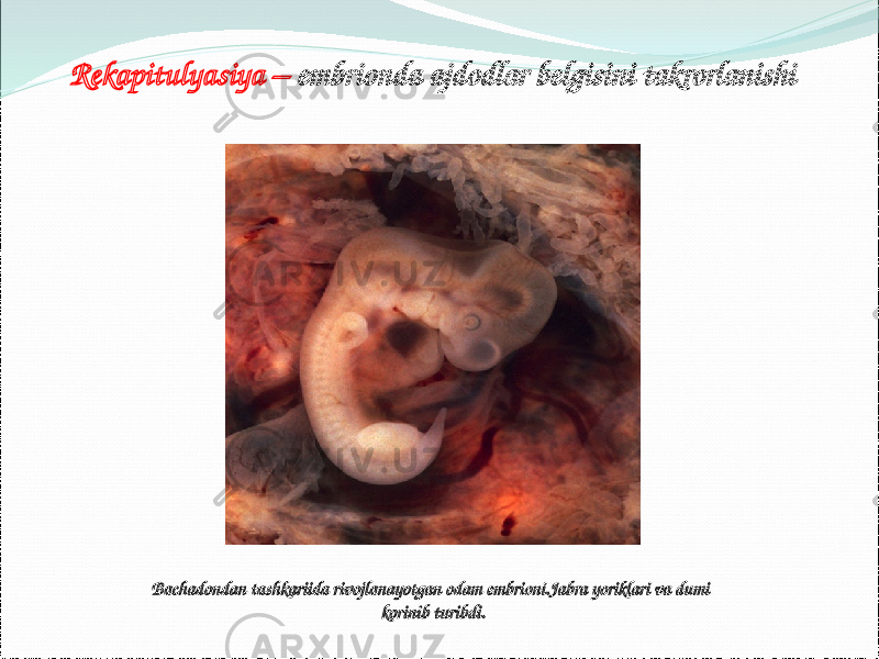 Rekapitulyasiya – embrionda ajdodlar belgisini takrorlanishi Bachadondan tashkariida rivojlanayotgan odam embrioni.Jabra yoriklari va dumi korinib turibdi. 