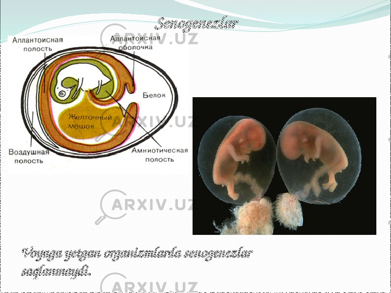 Senogenezlar Voyaga yetgan organizmlarda senogenezlar saqlanmaydi. 
