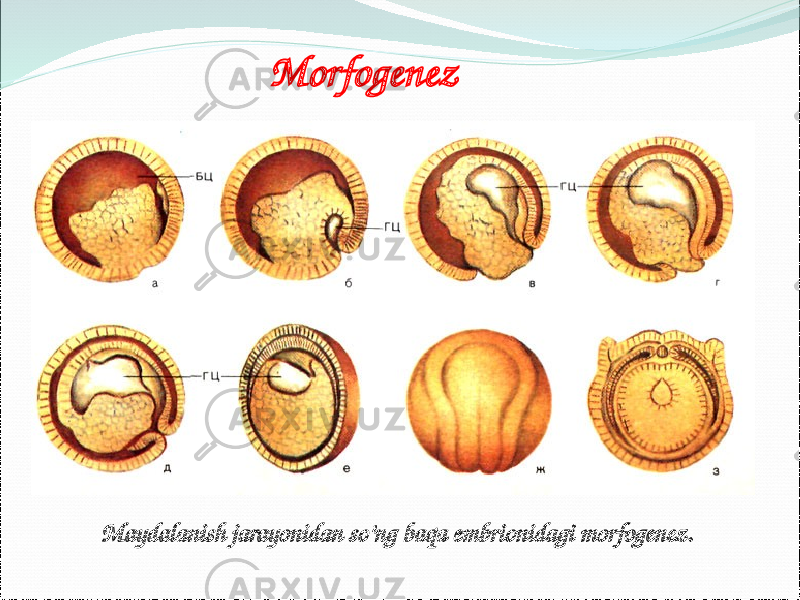 Моrfogenez Мaydalanish jarayonidan so’ng baqa embrionidagi morfogenez. 