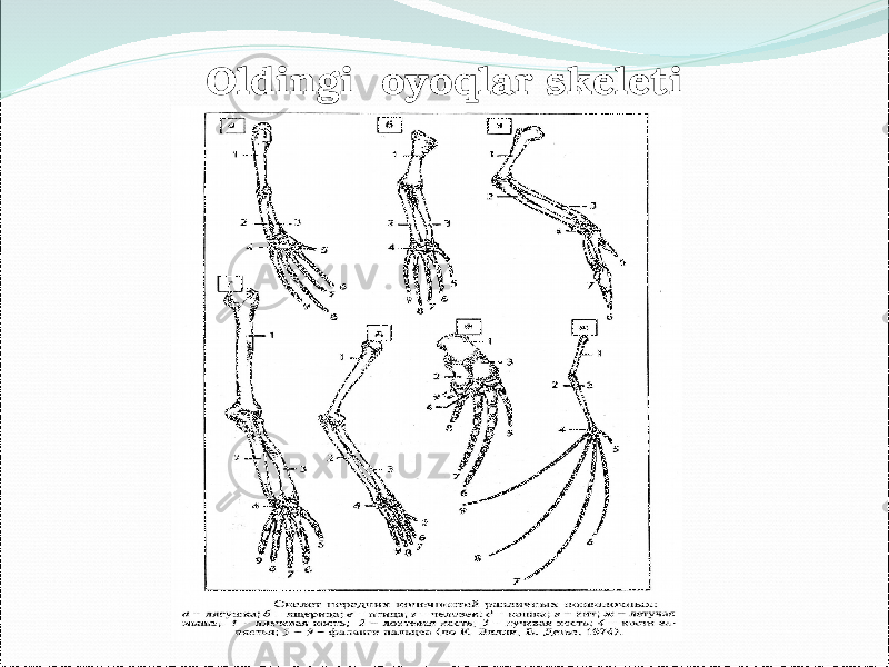 Oldingi oyoqlar skeleti 