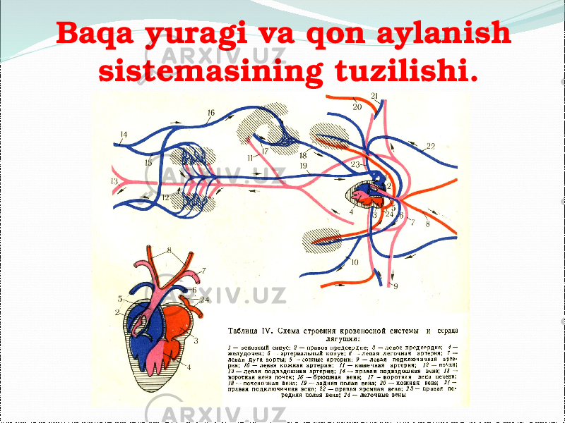 Baqa yuragi va qon aylanish sistemasining tuzilishi. 