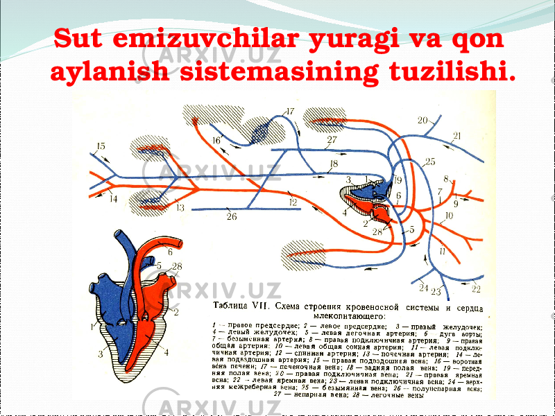 Sut emizuvchilar yuragi va qon aylanish sistemasining tuzilishi. 