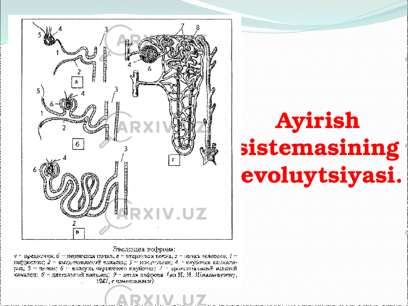 Ayirish sistemasining evoluytsiyasi. 
