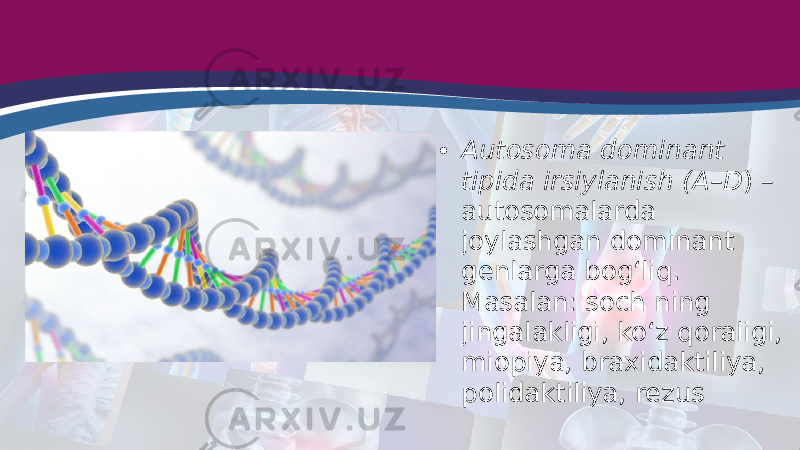 • Autosoma dominant tipida irsiylanish (A–D ) – autosomalarda joylashgan dominant genlarga bog‘liq. Masalan: soch ning jingalakligi, ko‘z qoraligi, miopiya, braxidaktiliya, polidaktiliya, rezus 