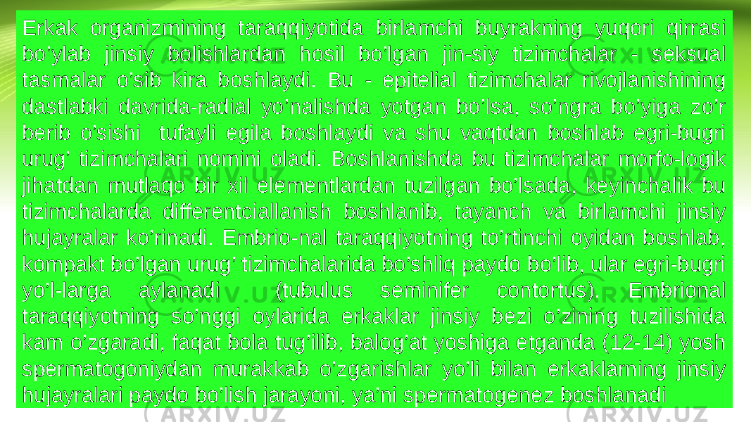 Erkak organizmining taraqqiyotida birlamchi buyrakning yuqori qirrasi bo’ylab jinsiy bolishlardan hosil bo’lgan jin-siy tizimchalar - seksual tasmalar o’sib kira boshlaydi. Bu - epitelial tizimchalar rivojlanishining dastlabki davrida-radial yo’nalishda yotgan bo’lsa, so’ngra bo’yiga zo’r berib o’sishi tufayli egila boshlaydi va shu vaqtdan boshlab egri-bugri urug’ tizimchalari nomini oladi. Boshlanishda bu tizimchalar morfo-logik jihatdan mutlaqo bir xil elementlardan tuzilgan bo’lsada, keyinchalik bu tizimchalarda differentciallanish boshlanib, tayanch va birlamchi jinsiy hujayralar ko’rinadi. Embrio-nal taraqqiyotning to’rtinchi oyidan boshlab, kompakt bo’lgan urug’ tizimchalarida bo’shliq paydo bo’lib, ular egri-bugri yo’l-larga aylanadi (tubulus seminifer contortus). Embrional taraqqiyotning so’nggi oylarida erkaklar jinsiy bezi o’zining tuzilishida kam o’zgaradi, faqat bola tug’ilib, balog’at yoshiga etganda (12-14) yosh spermatogoniydan murakkab o’zgarishlar yo’li bilan erkaklarning jinsiy hujayralari paydo bo’lish jarayoni, ya’ni spermatogenez boshlanadi 