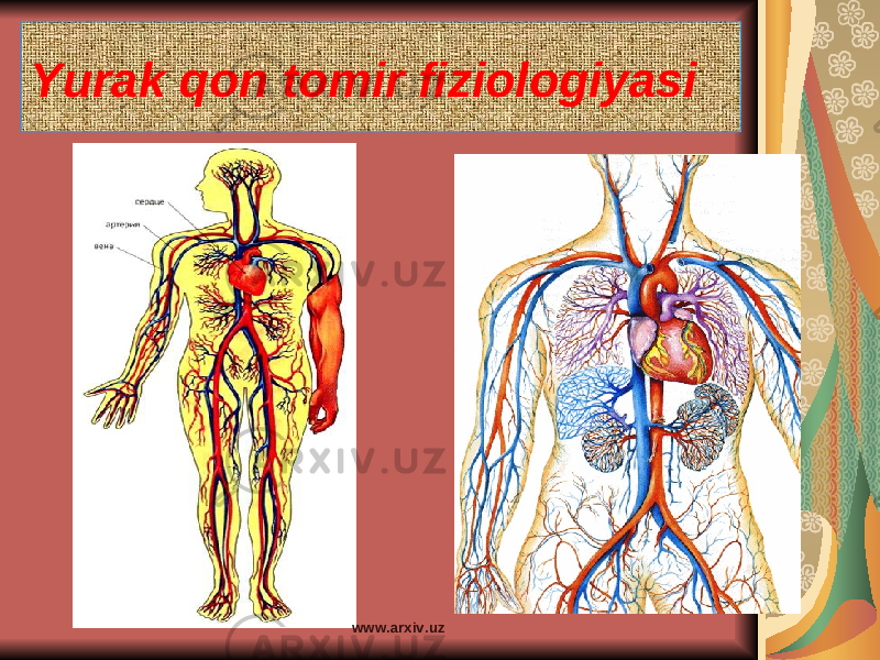 Yurak qon tomir fiziologiyasi www.arxiv.uz 