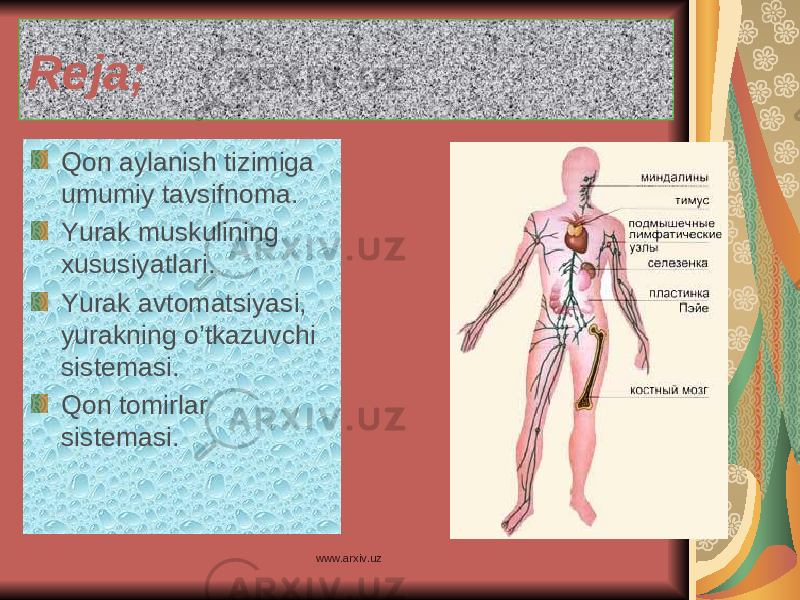 Reja; Qon aylanish tizimiga umumiy tavsifnoma. Yurak muskulining xususiyatlari. Yurak avtomatsiyasi, yurakning o’tkazuvchi sistemasi. Qon tomirlar sistemasi. www.arxiv.uz 