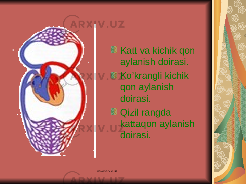 Katt va kichik qon aylanish doirasi. Ko’krangli kichik qon aylanish doirasi. Qizil rangda kattaqon aylanish doirasi. www.arxiv.uz 