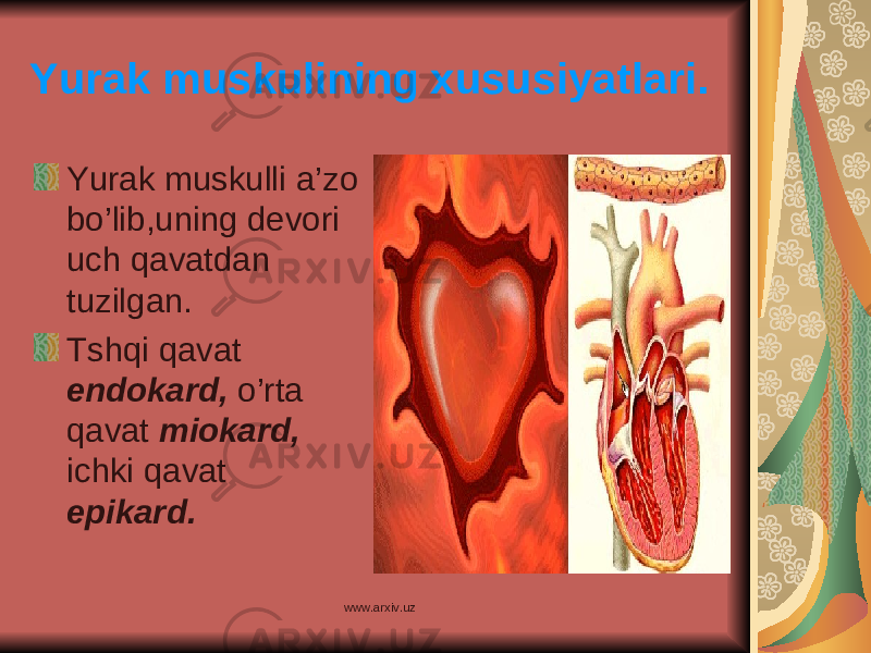 Yurak muskulining xususiyatlari. Yurak muskulli a’zo bo’lib,uning devori uch qavatdan tuzilgan. Tshqi qavat endokard, o’rta qavat miokard, ichki qavat epikard. www.arxiv.uz 