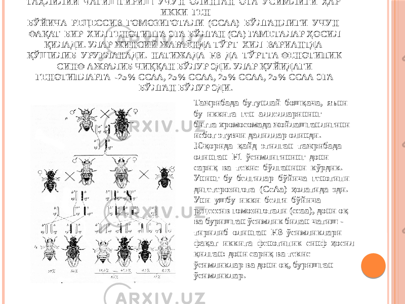 ТАҲЛИЛИЙ ЧАТИШТИРИШ УЧУН ОЛИНГАН ОТА ЎСИМЛИГИ ҲАР ИККИ ГЕН БЎЙИЧА РЕЦЕССИВ ГОМОЗИГОТАЛИ (ССАА) БЎЛГАНЛИГИ УЧУН ФАҚАТ БИР ХИЛ ГЕНОТИПГА ЭГА БЎЛГАН (СА) ГАМЕТАЛАР ҲОСИЛ ҚИЛАДИ. УЛАР ЖИНСИЙ ЖАРАЁНДА ТЎРТ ХИЛ ВАРИАНТДА ҚЎШИЛИБ УРУҒЛАНАДИ. НАТИЖАДА FВ ДА ТЎРТТА ФЕНОТИПИК СИНФ АЖРАЛИБ ЧИҚҚАН БЎЛУР ЭДИ. УЛАР ҚУЙИДАГИ ГЕНОТИПЛАРГА -25% ССАА, 25% ССАА, 25% ССАА, 25% ССАА ЭГА БЎЛГАН БЎЛУР ЭДИ. Тажрибада бутунлай бошқача, яъни бу иккита ген аллелларининг битта хромосомада жойлашганлигини исбот этувчи далиллар олинди. Юқорида қайд этилган тажрибада олинган F1 ўсимлигининг дони сариқ ва текис бўлганини кўрдик. Унинг бу белгилар бўйича генотипи дигетерозигота (СсАа) ҳолатида эди. Уни ушбу икки белги бўйича рецессив гомозиготали (ссаа), дони оқ ва буришган ўсимлик билан чатиш - тирилиб олинган FВ ўсимликлари фақат иккита фенотипик синф ҳосил қилган: дони сариқ ва текис ўсимликлар ва дони оқ, буришган ўсимликлар. 