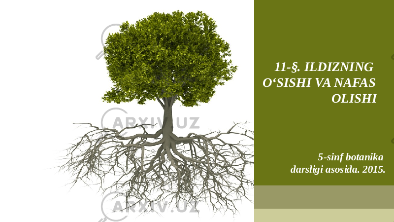 11-§. ILDIZNING O‘SISHI VA NAFAS OLISHI 5-sinf botanika darsligi asosida . 201 5. 