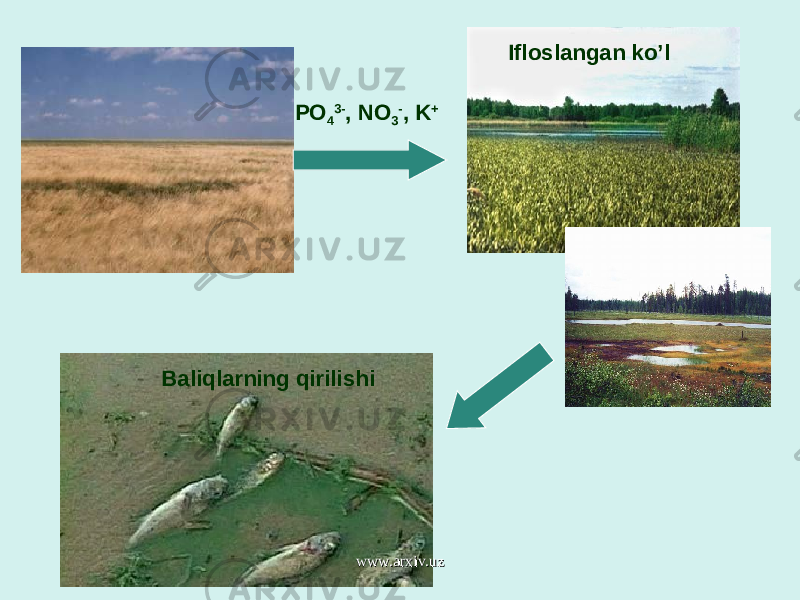 PO 4 3- , NO 3 - , K + Ifloslangan ko’l Baliqlarning qirilishi www.arxiv.uzwww.arxiv.uz 