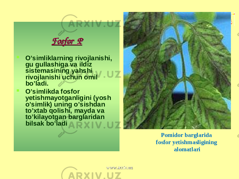 Fosfor Fosfor Р Р  O’simliklarning rivojlanishi, gu gullashiga va ildiz sistemasining yahshi rivojlanishi uchun omil bo’ladi.  O’simlikda fosfor yetishmayotganligini (yosh o’simlik) uning o’sishdan to’xtab qolishi, mayda va to’kilayotgan barglaridan bilsak bo’ladi Pomidor barglarida fosfor yetishmasligining alomatlari www.arxiv.uzwww.arxiv.uz 