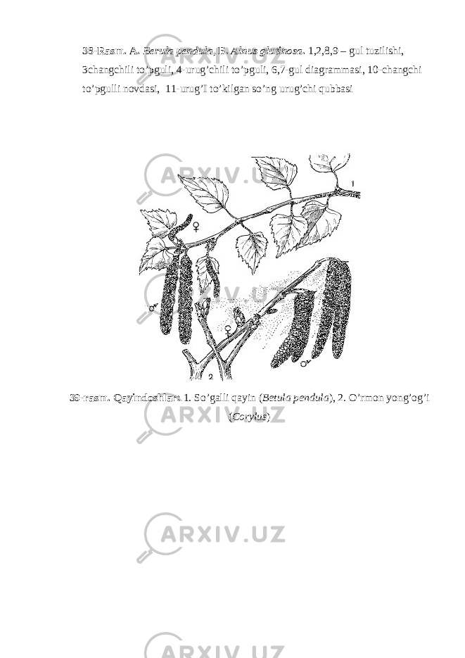 38-Rasm. A. Berula pendula , Б . Alnus glutinosa . 1,2,8,9 – gul tuzilishi, 3changchili to’pguli, 4-urug’chili to’pguli, 6,7-gul diagrammasi, 10-changchi to’pgulli novdasi, 11-urug’I to’kilgan so’ng urug’chi qubbasi 39-rasm. Qayindoshlar: 1. So’galli qayin ( Betula pendula ), 2. O’rmon yong’og’i ( Corylus ) 
