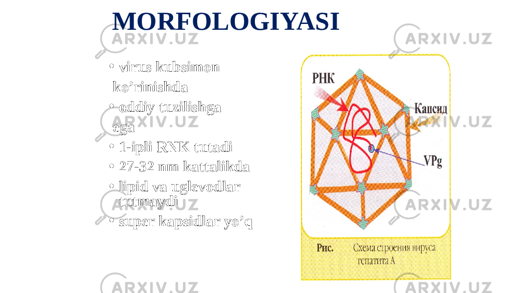 MORFOLOGIYASI • virus kubsimon koʼrinishda • oddiy tuzilishga ega • 1-ipli RNK tutadi • 27-32 nm kattalikda • lipid va uglevodlar tutmaydi • super kapsidlar yoʼq 