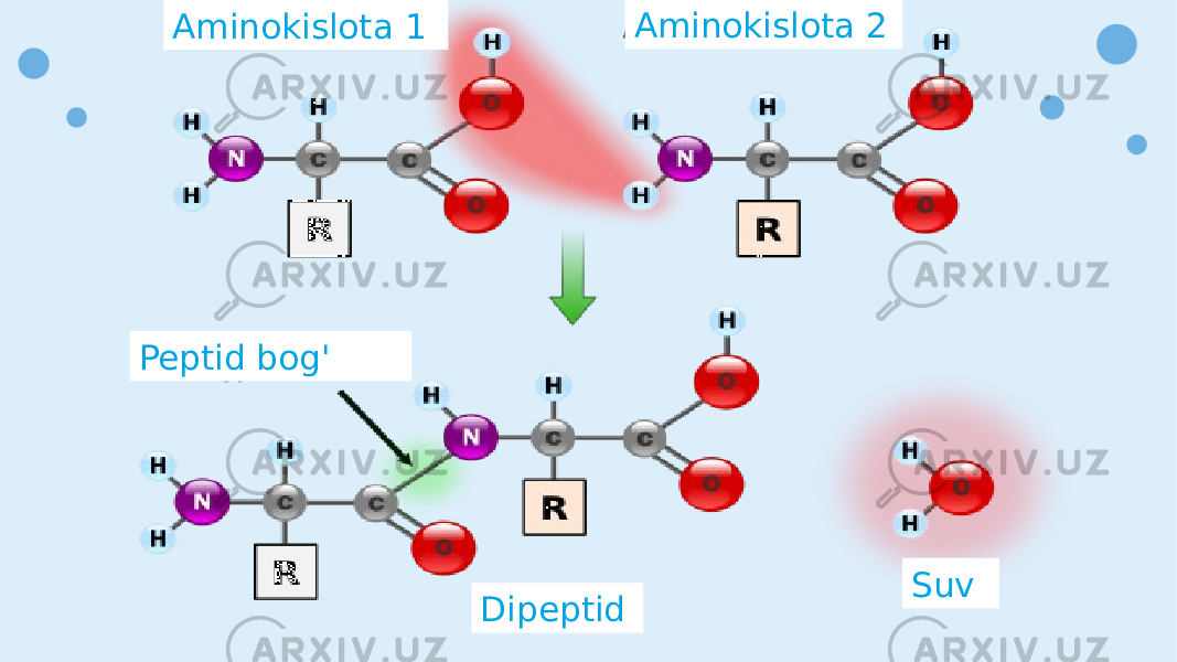 Aminokislota 1 Aminokislota 2 Peptid bog&#39; Dipeptid Suv 