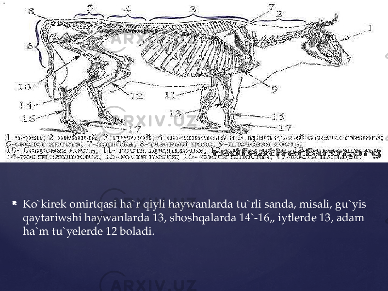  Ko`kirek omirtqasi ha`r qiyli haywanlarda tu`rli sanda, misali, gu`yis qaytariwshi haywanlarda 13, shoshqalarda 14`-16,, iytlerde 13, adam ha`m tu`yelerde 12 boladi. 