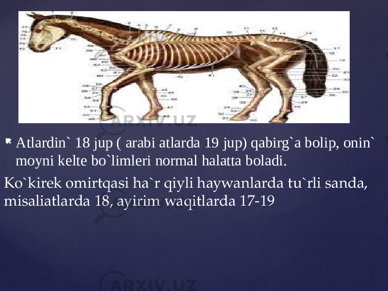  Atlardin` 18 jup ( arabi atlarda 19 jup) qabirg`a bolip, onin` moyni kelte bo`limleri normal halatta boladi. Ko`kirek omirtqasi ha`r qiyli haywanlarda tu`rli sanda, misaliatlarda 18, ayirim waqitlarda 17-19 