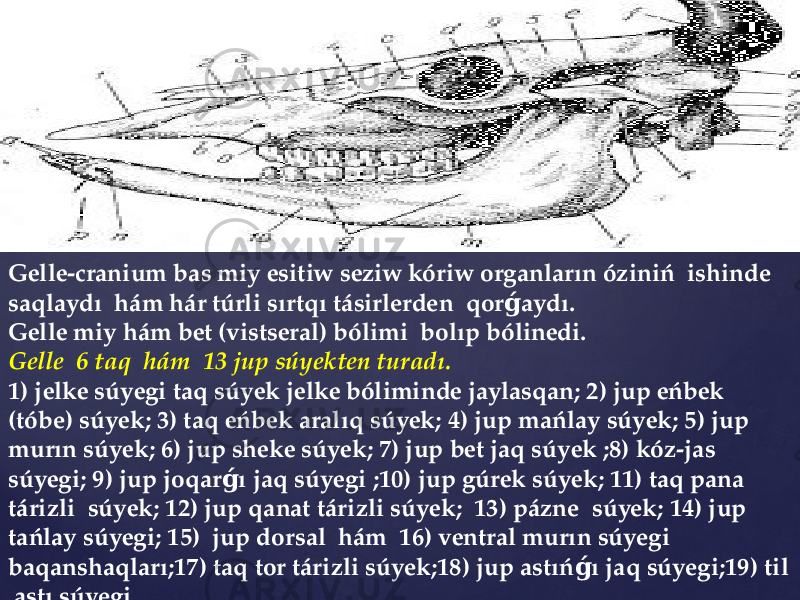 Gеllе-cranium bas miy еsitiw sеziw kóriw organların óziniń ishinde saqlaydı hám hár túrli sırtqı tásirlerden qor aydı. ǵ Gеllе miy hám bеt (vistsеral) bólimi bolıp bólinеdi. Gеllе 6 taq hám 13 jup súyеktеn turadı. 1) jеlkе súyеgi taq súyеk jеlkе bólimindе jaylasqan; 2) jup еńbеk (tóbe) súyеk; 3) taq еńbеk aralıq súyеk; 4) jup mańlay súyеk; 5) jup murın súyеk; 6) jup shеkе súyеk; 7) jup bеt jaq súyеk ;8) kóz-jas súyеgi; 9) jup joqar ı jaq súyеgi ;10) jup gúrеk súyеk; 11) taq pana ǵ tárizli súyеk; 12) jup qanat tárizli súyеk; 13) pázne súyek; 14) jup tańlay súyеgi; 15) jup dorsal hám 16) vеntral murın súyegi baqanshaqları;17) taq tor tárizli súyek;18) jup astıń ı jaq súyegi;19) til ǵ astı súyegi. 