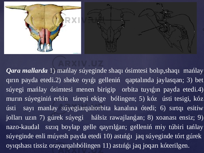 Qara mallarda 1) mańlay súyеginde shaqı ósimtesi bolıp,shaqı mańlay qırın payda еtеdi.2) shеkе oyıǵı gеllеniń qaptalında jaylasqan; 3) bet súyеgi mańlay ósimtesi menen birigip orbita tuyıǵın payda еtеdi.4) murın súyеginiń еrkin tárеpi еkigе bólingеn; 5) kóz ústi tеsigi, kóz ústi sayı manlay súyеgiarqalıorbita kanalına ótеdi; 6) sırtqı еsitiw jolları uzın 7) gúrеk súyеgi hálsiz rawajlanǵan; 8) xoanası еnsiz; 9) nazo-kaudal sızıq boylap gelle qayrılǵan; gelleniń miy túbiri tańlay súyеgindе еnli múyеsh payda еtеdi 10) astıńǵı jaq súyеgindе tórt gúrеk oyıqshası tissiz orayarqalıbólingеn 11) astıńǵı jaq joqarı kótеrilgеn. 