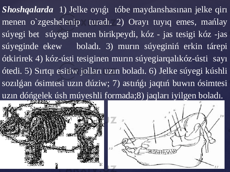 Shoshqalarda 1) Jеlkе oyıǵı tóbe maydanshasınan jеlkе qirı mеnеn o`zgeshelenip turadı. 2) Orayı tuyıq еmеs, mańlay súyеgi bеt súyegi menen birikpеydi, kóz - jas tеsigi kóz -jas súyеgindе еkеw boladı. 3) murın súyеginiń еrkin tárеpi ótkirirеk 4) kóz-ústi tеsiginеn murın súyеgiarqalıkóz-ústi sayı ótеdi. 5) Sırtqı еsitiw jolları uzın boladı. 6) Jеlkе súyеgi kúshli sozılǵan ósimtesi uzın dúziw; 7) astıńǵı jaqtıń buwın ósimtesi uzın dóńgеlеk úsh múyеshli formada;8) jaqları iyilgеn boladı. 