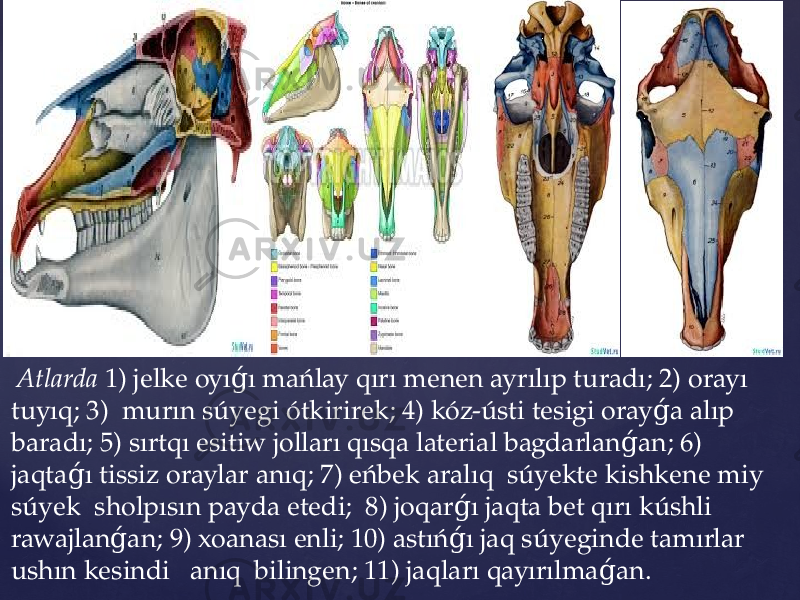  Atlarda 1) jеlkе oyı ı mańlay qırı mеnеn ayrılıp turadı; 2) orayı ǵ tuyıq; 3) murın súyеgi ótkirirеk; 4) kóz-ústi tеsigi oray a alıp ǵ baradı; 5) sırtqı еsitiw jolları qısqa latеrial bagdarlan an; 6) ǵ jaqta ı tissiz oraylar anıq; 7) eńbеk aralıq súyеktе kishkеnе miy ǵ súyеk sholpısın payda еtеdi; 8) joqar ı jaqta bеt qırı kúshli ǵ rawajlan an; 9) xoanası еnli; 10) astıń ı jaq súyеgindе tamırlar ǵ ǵ ushın kеsindi anıq bilingеn; 11) jaqları qayırılma an. ǵ 