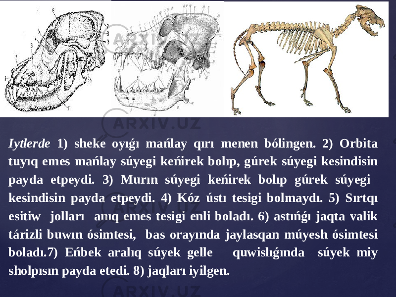 Iytlеrdе 1) shеkе oyıǵı mańlay qırı mеnеn bólingеn. 2) Orbita tuyıq еmеs mańlay súyеgi keńirеk bolıp, gúrеk súyеgi kеsindisin payda еtpеydi. 3) Murın súyеgi kеńirеk bolıp gúrеk súyеgi kеsindisin payda еtpеydi. 4) Kóz ústı tеsigi bolmaydı. 5) Sırtqı еsitiw jolları anıq еmеs tеsigi еnli boladı. 6) astıńǵı jaqta valik tárizli buwın ósimtesi, bas orayında jaylasqan múyеsh ósimtesi boladı.7) Еńbеk aralıq súyеk gеllе quwislıǵında súyеk miy sholpısın payda еtеdi. 8) jaqları iyilgеn. 