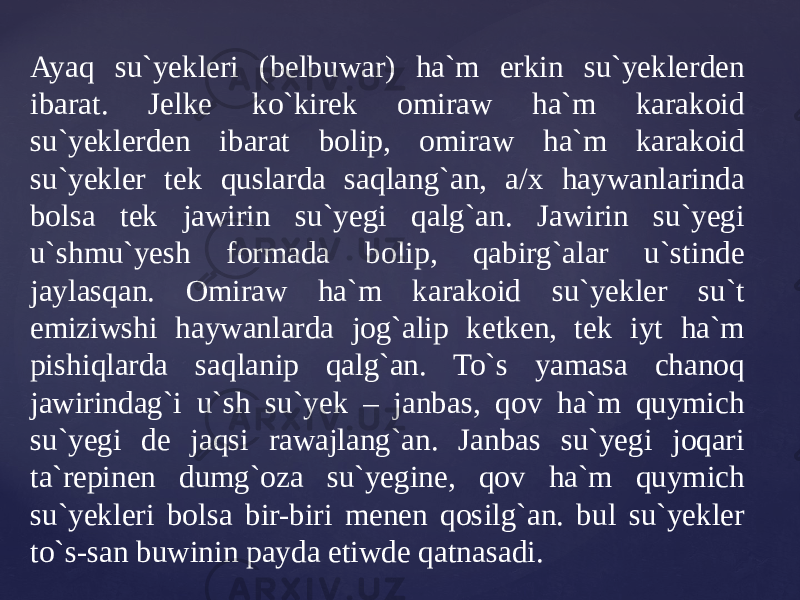 Ayaq su`yekleri (belbuwar) ha`m erkin su`yeklerden ibarat. Jelke ko`kirek omiraw ha`m karakoid su`yeklerden ibarat bolip, omiraw ha`m karakoid su`yekler tek quslarda saqlang`an, a/x haywanlarinda bolsa tek jawirin su`yegi qalg`an. Jawirin su`yegi u`shmu`yesh formada bolip, qabirg`alar u`stinde jaylasqan. Omiraw ha`m karakoid su`yekler su`t emiziwshi haywanlarda jog`alip ketken, tek iyt ha`m pishiqlarda saqlanip qalg`an. To`s yamasa chanoq jawirindag`i u`sh su`yek – janbas, qov ha`m quymich su`yegi de jaqsi rawajlang`an. Janbas su`yegi joqari ta`repinen dumg`oza su`yegine, qov ha`m quymich su`yekleri bolsa bir-biri menen qosilg`an. bul su`yekler to`s-san buwinin payda etiwde qatnasadi. 