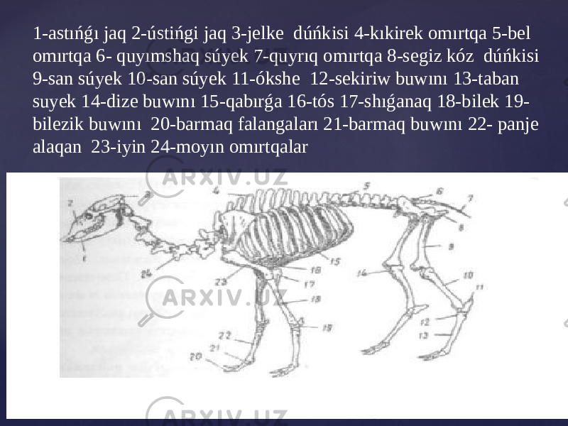 1-astıńǵı jaq 2-ústińgi jaq 3-jelke dúńkisi 4-kıkirek omırtqa 5-bel omırtqa 6- quyımshaq súyek 7-quyrıq omırtqa 8-segiz kóz dúńkisi 9-san súyek 10-san súyek 11-ókshe 12-sekiriw buwını 13-taban suyek 14-dize buwını 15-qabırǵa 16-tós 17-shıǵanaq 18-bilek 19- bilezik buwını 20-barmaq falangaları 21-barmaq buwını 22- panje alaqan 23-iyin 24-moyın omırtqalar 