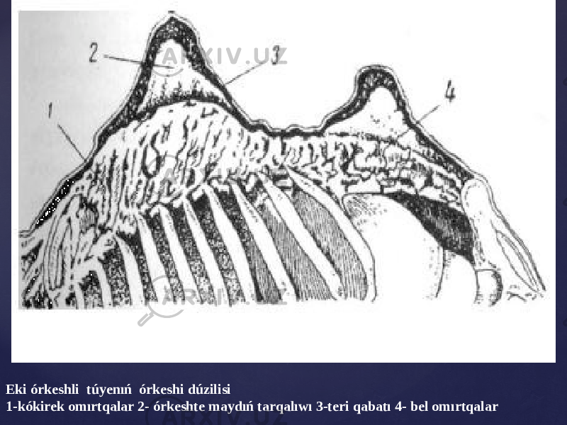 Eki órkeshli túyenıń órkeshi dúzilisi 1-kókirek omırtqalar 2- órkeshte maydıń tarqalıwı 3-teri qabatı 4- bel omırtqalar 