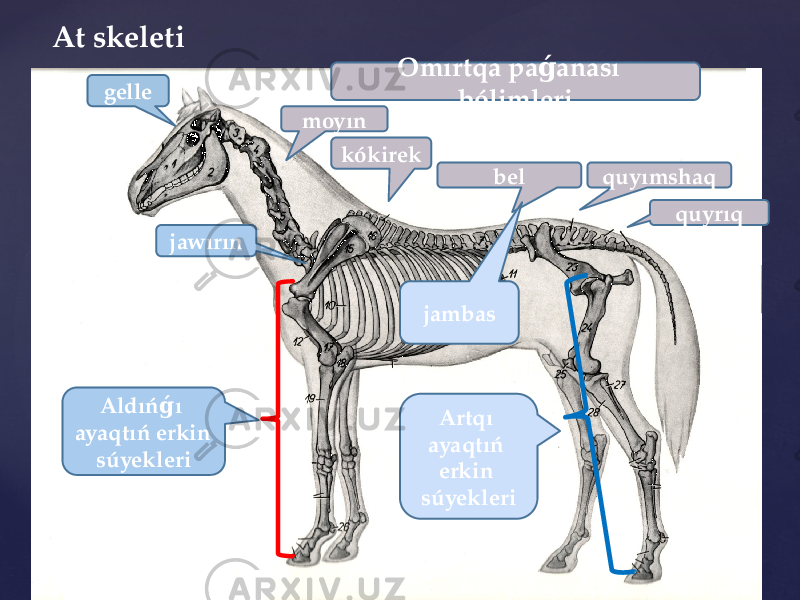 At skeleti gelle jawırın moyın kókirek bel quyımshaq Aldıń ı ǵ ayaqtıń erkin súyekleri jambas Artqı ayaqtıń erkin súyekleri quyrıqOmırtqa pa anası ǵ bólimleri 