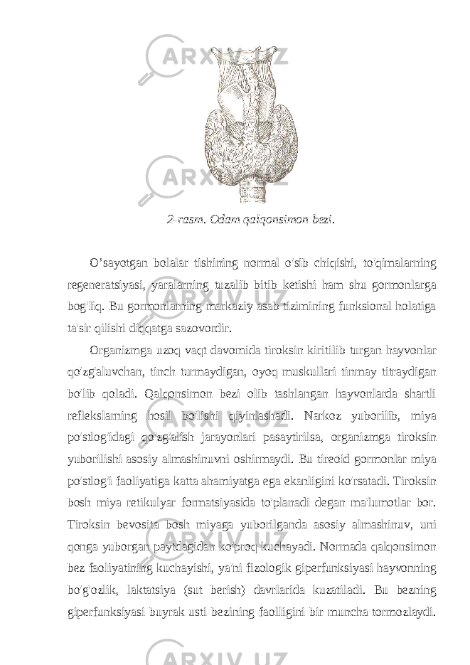 2-rasm. Odam qalqonsimon bezi. O’sayotgan bolalar tishining normal o&#39;sib chiqishi, to&#39;qimalarning regeneratsiyasi, yaralarning tuzalib bitib ketishi ham shu gormonlarga bog&#39;liq. Bu gormonlarning markaziy asab tizimining funksional holatiga ta&#39;sir qilishi diqqatga sazovordir. Organizmga uzoq vaqt davomida tiroksin kiritilib turgan hayvonlar qo&#39;zg&#39;aluvchan, tinch turmaydigan, oyoq muskullari tinmay titraydigan bo&#39;lib qoladi. Qalqonsimon bezi olib tashlangan hayvonlarda shartli reflekslarning hosil bo&#39;lishi qiyinlashadi. Narkoz yuborilib, miya po&#39;stlog&#39;idagi qo&#39;zg&#39;alish jarayonlari pasaytirilsa, organizmga tiroksin yuborilishi asosiy almashinuvni oshirmaydi. Bu tireoid gormonlar miya po&#39;stlog&#39;i faoliyatiga katta ahamiyatga ega ekanligini ko&#39;rsatadi. Tiroksin bosh miya retikulyar formatsiyasida to&#39;planadi degan ma&#39;lumotlar bor. Tiroksin bevosita bosh miyaga yuborilganda asosiy almashinuv, uni qonga yuborgan paytdagidan ko&#39;proq kuchayadi. Normada qalqonsimon bez faoliyatining kuchayishi, ya&#39;ni fizologik giperfunksiyasi hayvonning bo&#39;g&#39;ozlik, laktatsiya (sut berish) davrlarida kuzatiladi. Bu bezning giperfunksiyasi buyrak usti bezining faolligini bir muncha tormozlaydi. 