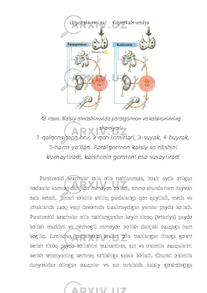 43-rasm. Kalsiy almashinuvida paratgormon va kalsitoninning ahamiyati. 1-qalqonsimon bez, 2-qon tomirlari, 3-suyak, 4-buyrak, 5-hazm yo’llari. Paratgormon kalsiy so’rilishini kuchaytiradi, kalsitonin gormoni esa susaytiradi Paratireoid bezchalar to&#39;la olib tashlanmasa, hozir aytib otilgan hodisalar kamroq darajada namoyon bo&#39;ladi, ammo shunda ham hayvon ozib ketadi, junlari to&#39;kilib shilliq pardalariga qon quyiladi, meda va ichaklarida uzoq vaqt davomida tuzalmaydigan yaralar paydo bo&#39;ladi. Paratireoid bezchalar olib tashlangandan keyin titroq (tetaniya) paydo bo&#39;lish muddati va nechog&#39;li namoyon bo&#39;lish darajasi ozuqaga ham bog&#39;liq. Jumladan, paratireoid bezlari olib tashlangan itlarga go&#39;sht berish titroq paydo bo&#39;lishini tezlashtirsa, sut va o&#39;simlik ozuqalarini berish tetaniyaning kechroq to’tishiga sabab bo&#39;ladi. Chunki o&#39;simlik dunyosidan olingan ozuqalar va sut tarkibida kalsiy go&#39;shtdagiga 