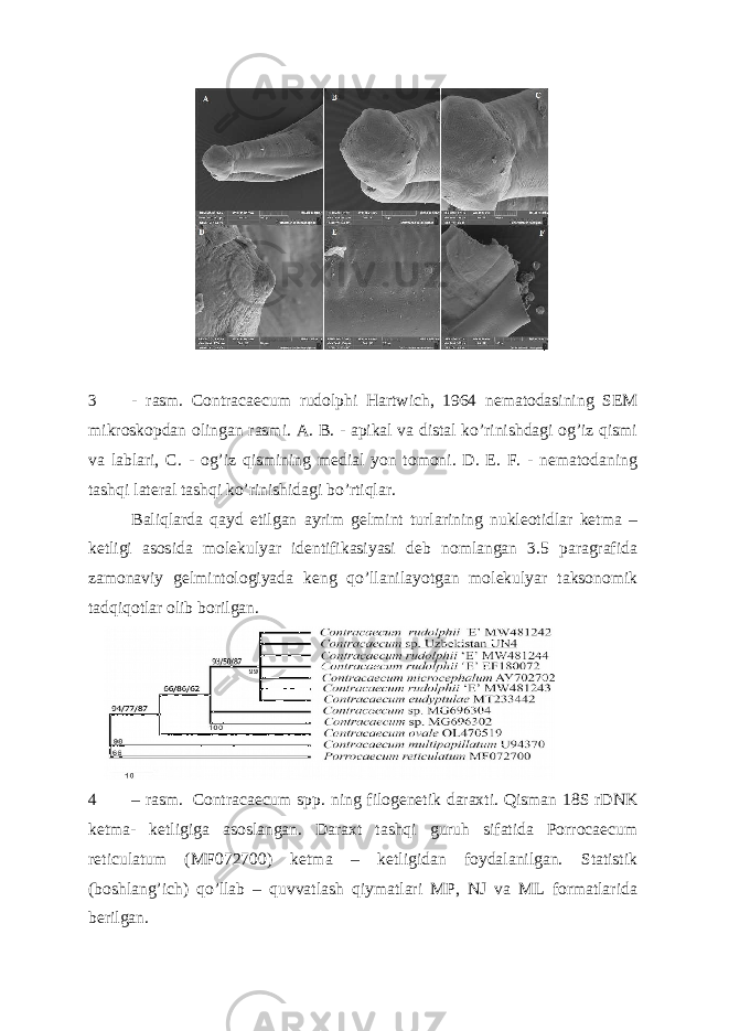  3 - rasm. Contracaecum rudolphi Hartwich, 1964 nematodasining SEM mikroskopdan olingan rasmi. A. B. - apikal va distal ko’rinishdagi og’iz qismi va lablari, С . - og’iz qismining medial yon tomoni. D. E. F. - nematodaning tashqi lateral tashqi ko’rinishidagi bo’rtiqlar. Baliqlarda qayd etilgan ayrim gelmint turlarining nukleotidlar ketma – ketligi asosida molekulyar identifikasiyasi deb nomlangan 3.5 paragrafida zamonaviy gelmintologiyada keng qo’llanilayotgan molekulyar taksonomik tadqiqotlar olib borilgan. 4 – rasm. Contracaecum spp. ning filogenetik daraxti. Qisman 18S rDNK ketma- ketligiga asoslangan. Daraxt tashqi guruh sifatida Porrocaecum reticulatum (MF072700) ketma – ketligidan foydalanilgan. Statistik (boshlang’ich) qo’llab – quvvatlash qiymatlari MP, NJ va ML formatlarida berilgan. 