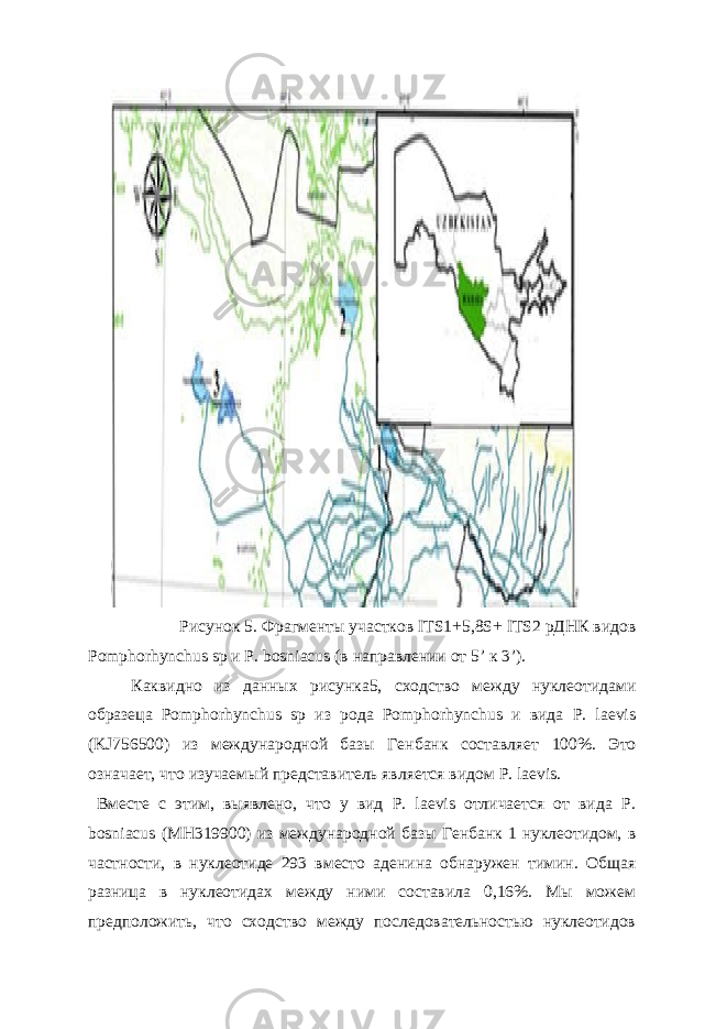 Рисунок 5. Фрагменты участков ITS1+5,8S+ ITS2 рДНК видов Pomphorhynchus sp и P. bosniacus (в направлении от 5’ к 3’). Каквидно из данных рисунка5, сходство между нуклеотидами образеца Pomphorhynchus sp из рода Pomphorhynchus и вида P. laevis (KJ756500) из международной базы Генбанк составляет 100%. Это означает, что изучаемый представитель является видом P. laevis. Вместе с этим, выявлено, что у вид P. laevis отличается от вида P. bosniacus (МН319900) из международной базы Генбанк 1 нуклеотидом, в частности, в нуклеотиде 293 вместо аденина обнаружен тимин. Общая разница в нуклеотидах между ними составила 0,16%. Мы можем предположить, что сходство между последовательностью нуклеотидов 