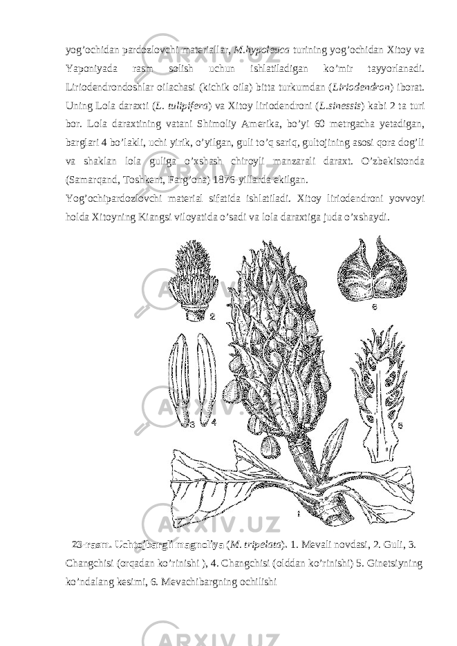 yog’ochidan pardozlovchi materiallar, M.hypoleuca turining yog’ochidan Xitoy va Yaponiyada rasm solish uchun ishlatiladigan ko’mir tayyorlanadi. Liriodendrondoshlar oilachasi (kichik oila) bitta turkumdan ( Liriodendron ) iborat. Uning Lola daraxti ( L. tulipifera ) va Xitoy liriodendroni ( L.sinessis ) kabi 2 ta turi bor. Lola daraxtining vatani Shimoliy Amerika, bo’yi 60 metrgacha yetadigan, barglari 4 bo’lakli, uchi yirik, o’yilgan, guli to’q sariq, gultojining asosi qora dog’li va shaklan lola guliga o’xshash chiroyli manzarali daraxt. O’zbekistonda (Samarqand, Toshkent, Farg’ona) 1876-yillarda ekilgan. Yog’ochipardozlovchi material sifatida ishlatiladi. Xitoy liriodendroni yovvoyi holda Xitoyning Kiangsi viloyatida o’sadi va lola daraxtiga juda o’xshaydi. 23-rasm. Uchtojbargli magnoliya ( M. tripelata ). 1. Mevali novdasi, 2. Guli, 3. Changchisi (orqadan ko’rinishi ), 4. Changchisi (olddan ko’rinishi) 5. Ginetsiyning ko’ndalang kesimi, 6. Mevachibargning ochilishi 