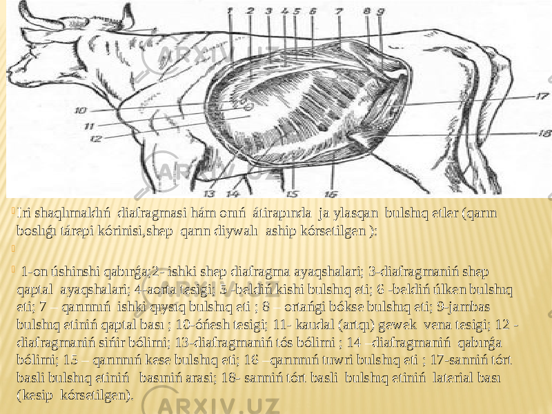  Iri shaqlımaldıń diafragmasi hám onıń átirapında ja ylasqan bulshıq etler (qarın boslıǵı tárepi kórinisi,shep qarın diywalı aship kórsetilgen ):     1-on úshinshi qabırǵa;2- ishki shep diafragma ayaqshalari; 3-diafragmaniń shep qaptal ayaqshalari; 4-aorta tesigi; 5 -beldiń kishi bulshıq eti; 6 -beldiń úlken bulshıq eti; 7 – qarınnıń ishki qıysıq bulshıq eti ; 8 – ortańgi bókse bulshıq eti; 9-jambas bulshıq etiniń qaptal bası ; 10-óńesh tesigi; 11- kaudal (artqı) gewek vena tesigi; 12 - diafragmaniń sińir bólimi; 13-diafragmaniń tós bólimi ; 14 –diafragmaniń qabırǵa bólimi; 15 – qarınnıń kese bulshıq eti; 16 –qarınnıń tuwri bulshıq eti ; 17-sanniń tórt basli bulshıq etiniń basıniń arasi; 18- sanniń tórt basli bulshıq etiniń laterial bası (kesip kórsetilgen). 