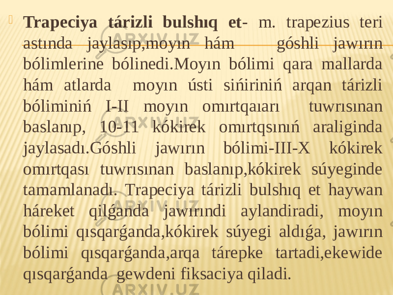  Trapeciya tárizli bulshıq et - m. trapezius teri astında jaylasıp,moyın hám góshli jawırın bólimlerine bólinedi.Moyın bólimi qara mallarda hám atlarda moyın ústi sińiriniń arqan tárizli bóliminiń I-II moyın omırtqaıarı tuwrısınan baslanıp, 10-11 kókirek omırtqsınıń araliginda jaylasadı.Góshli jawırın bólimi-III-X kókirek omırtqası tuwrısınan baslanıp,kókirek súyeginde tamamlanadı. Trapeciya tárizli bulshıq et haywan háreket qilǵanda jawırındi aylandiradi, moyın bólimi qısqarǵanda,kókirek súyegi aldıǵa, jawırın bólimi qısqarǵanda,arqa tárepke tartadi,ekewide qısqarǵanda gewdeni fiksaciya qiladi. 