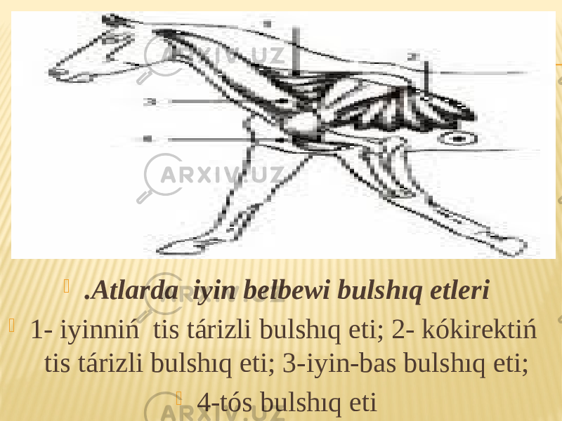  .Atlarda iyin belbewi bulshıq etleri  1- iyinniń tis tárizli bulshıq eti; 2- kókirektiń tis tárizli bulshıq eti; 3-iyin-bas bulshıq eti;  4-tós bulshıq eti  