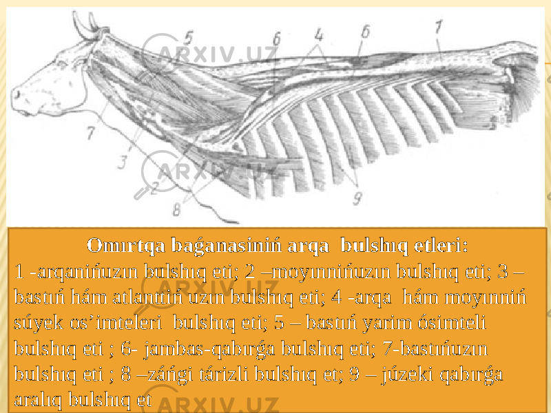 Omırtqa baǵanasiniń arqa bulshıq etleri: 1 -arqanińuzın bulshıq eti; 2 –moyınnińuzın bulshıq eti; 3 – bastıń hám atlanttiń uzın bulshıq eti; 4 -arqa hám moyınniń súyek os’imteleri bulshıq eti; 5 – bastıń yarim ósimteli bulshıq eti ; 6- jambas-qabırǵa bulshıq eti; 7-bastıńuzın bulshıq eti ; 8 –záńgi tárizli bulshıq et; 9 – júzeki qabırǵa aralıq bulshıq et 