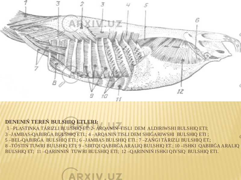 DENENIŃ TEREŃ BULSHIQ ETLERI: 1 –PLASTINKA TÁRIZLI BULSHIQ ET; 2- ARQANIŃ TISLI DEM ALDIRIWSHI BULSHIQ ETI; 3 –JAMBAS-QABIRǴA BULSHIQ ETI.; 4 –ARQANIŃ TISLI DEM SHIǴARIWSHI BULSHIQ ETI ; 5 –BEL-QABIRǴA BULSHIQ ETI.; 6 –JAMBAS BULSHIQ ETI.: 7 –ZAŃGI TÁRIZLI BULSHIQ ET.; 8 –TÓSTIŃ TUWRI BULSHIQ ETI; 9 - SIRTQI QABIRǴA ARALIQ BULSHIQ ET.; 10 –ISHKI QABIRǴA ARALIQ BULSHIQ ET;  11 –QARINNIŃ TUWRI BULSHIQ ETI; 12 –QARINNIŃ ISHKI QIYSIQ BULSHIQ ETI. 