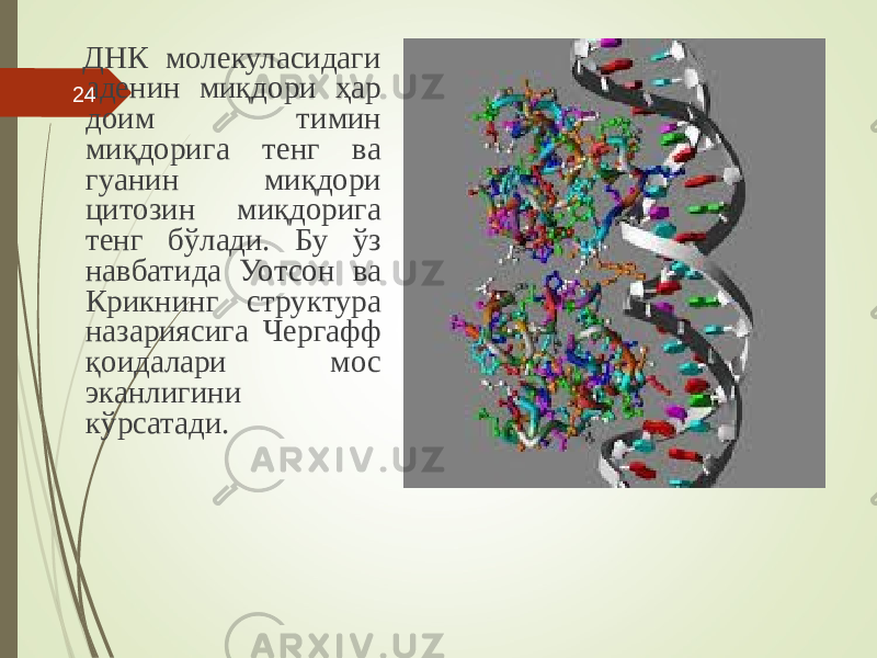  ДНК молекуласидаги аденин миқдори ҳар доим тимин миқдорига тенг ва гуанин миқдори цитозин миқдорига тенг бўлади. Бу ўз навбатида Уотсон ва Крикнинг структура назариясига Чергафф қоидалари мос эканлигини кўрсатади.24 